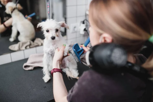 몸단장을 하는 미용실에서 개와 작은 동물을 구경 함. — 스톡 사진