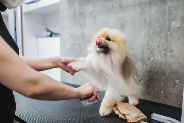 Corte de cabelo de um cachorrinho branco. Cão lindo e engraçado. Cão maltês — Fotografia de Stock