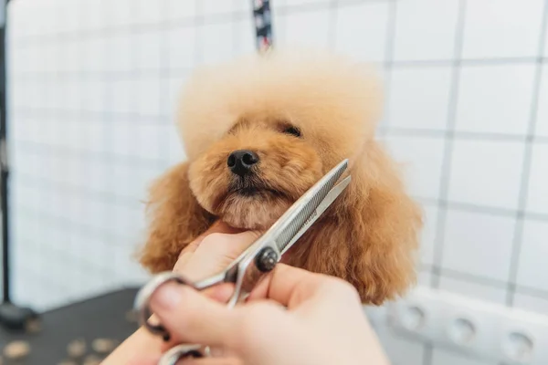 Dog care. Grooming of dogs in the salon.