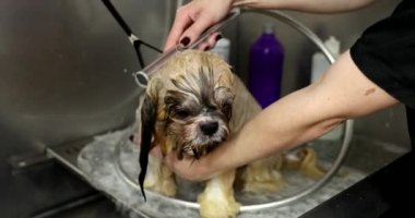 Banyo yapan küçük beyaz köpek..