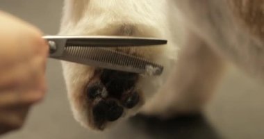 Güzellik salonunda tımarcı köpekler.