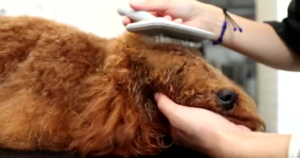 Secado del perro después del baño. — Vídeo de stock