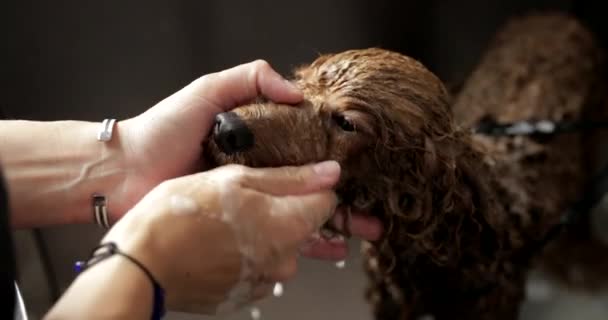Lavare il cane dal fango. — Video Stock