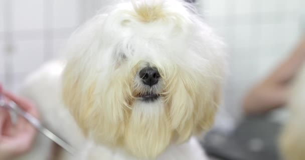 Grooming dogs in a beauty salon. — Stock Video