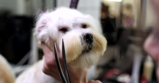 Grooming kutyák egy szépségszalonban. — Stock videók