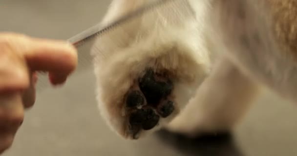 Peigner les pattes des chiens. — Video