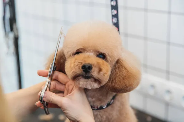 Corte de pelo de un pequeño caniche. — Foto de Stock