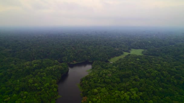 Amazonie et jungle . — Video