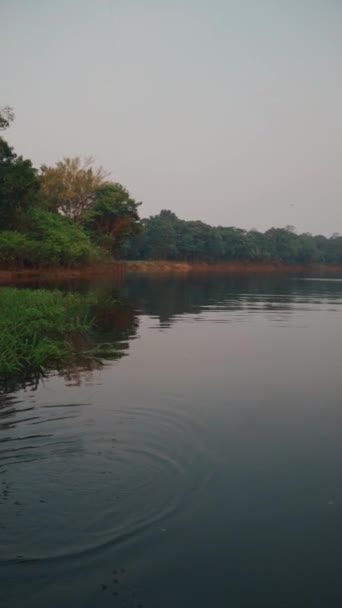 Piranha pêche sur l'Amazone. — Video