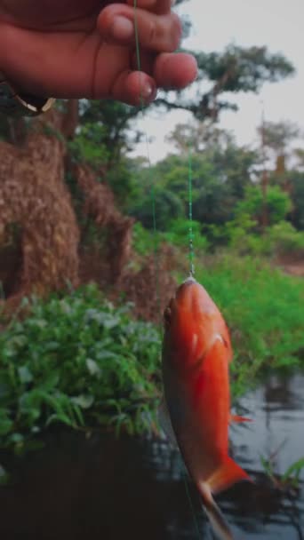 Piranha fishing on the Amazon. — Stock Video