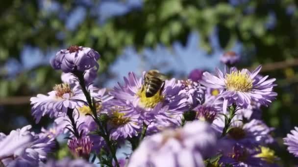 Včela sbírá nektar. Makro. — Stock video