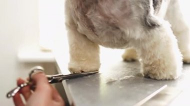 Köpek patilerinin saç kesimi..