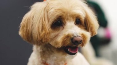 Portrait of a red-haired cheerful dog.