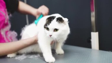 Bir kediyi dövüştürmek.