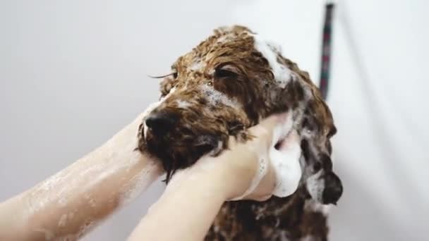 Собака умывается пеной в ванной комнате. — стоковое видео