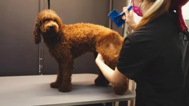 Séchage d'un grand chien rouge. — Video