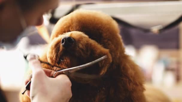 Haarschnitt eines Hundes Schnauze. — Stockvideo