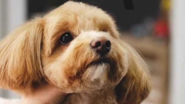 Haircut of a dogs head with scissors. — Stockvideo
