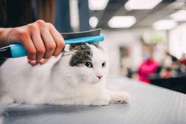 Bir kediyi dövüştürmek.