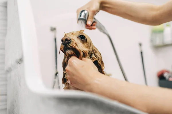 Hund i brusebadet - Stock-foto