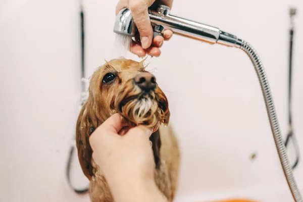 The dog bathes in the bathroom. — Stockfoto