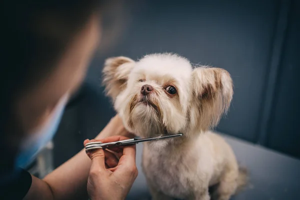 Haircut of a little funny dog. — 스톡 사진