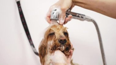 The dog takes a shower in the bathroom.