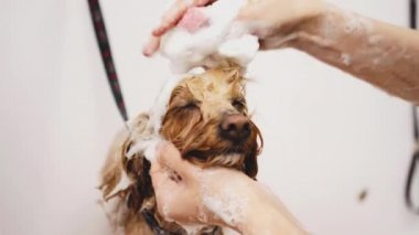 A caring owner washes the dog with foam in the bathroom.