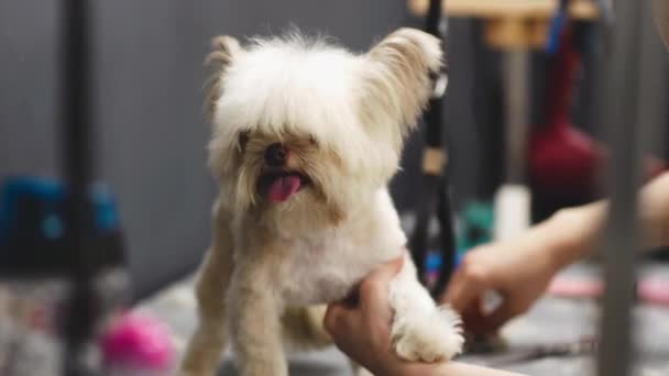 Haircut malého legračního psa. Pes se těší službě. — Stock video