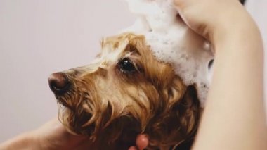 The dog takes a bath with foam. High quality 4k footage