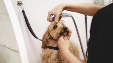 The master washes the dog in the grooming salon. High quality 4k footage
