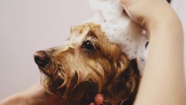 Der Hund Nimmt Ein Bad Mit Schaum Hochwertiges Filmmaterial — Stockvideo