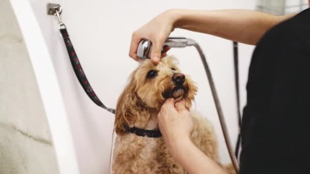 Αφέντης Πλένει Σκύλο Στο Σαλόνι Καλλωπισμού Υψηλής Ποιότητας Πλάνα — Αρχείο Βίντεο