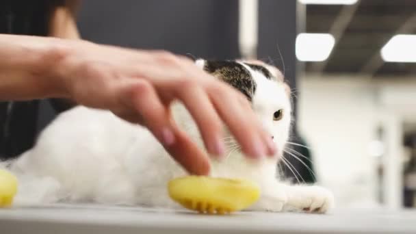 Sköt Dig Massage Och Kamning Vit Brittisk Katt Högkvalitativ Film — Stockvideo