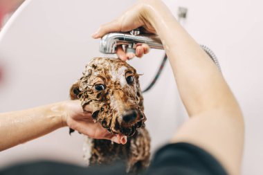 Köpek duş almaktan memnun değil. Aile dostlarıyla ilgilenmek..
