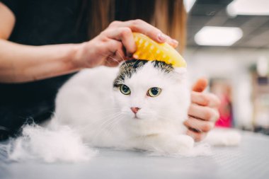Combing a cat.