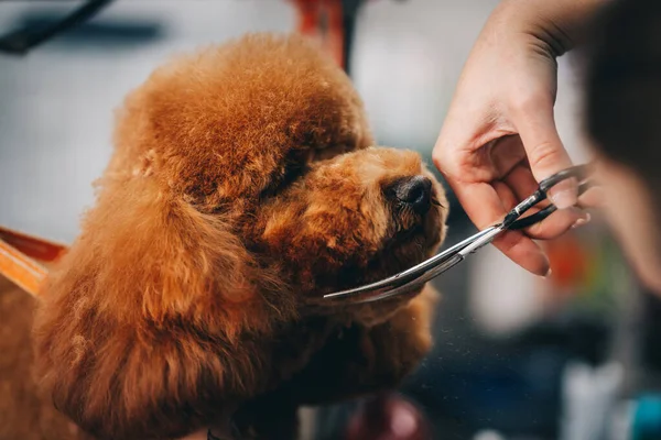 Dog care. The master guides the shape of the head with scissors.