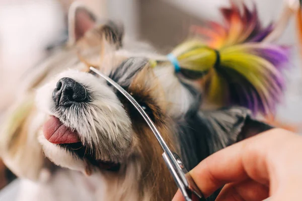 Funny dog gets a haircut in the grooming salon. — Photo