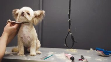 Bakıcı, beyaz köpeği makasla keser. Komik hayvan.. 