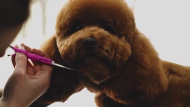 Haircut dogs head with scissors. — Stockvideo
