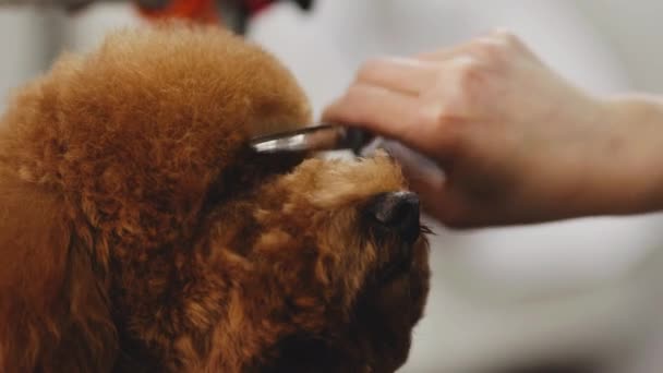 Corte de cabelo cão ao redor dos olhos. — Vídeo de Stock
