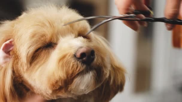 El peluquero corta al perro blanco con tijeras. Gracioso animal. Un primer plano de una cara de perro. — Vídeo de stock