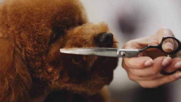 Fryzura głowy psów z nożyczkami. — Wideo stockowe