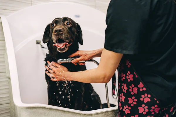 Le chien prend une douche — Photo