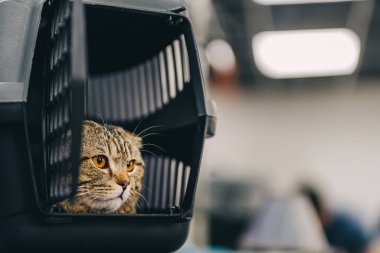 Turuncu gözlü güzel bir kedi nakliye için bir kafeste oturur..