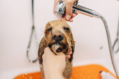 The dog takes a shower