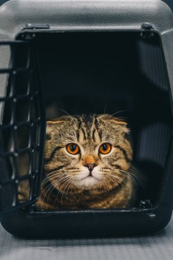 Turuncu gözlü güzel bir kedi nakliye için bir kafeste oturur..