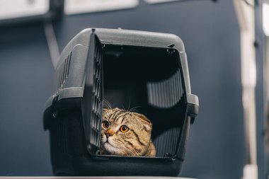 Turuncu gözlü güzel bir kedi nakliye için bir kafeste oturur..