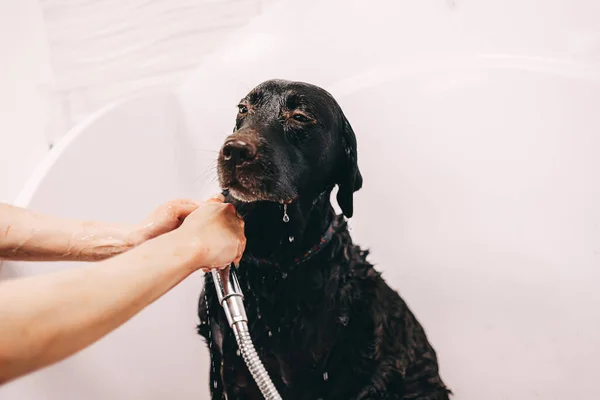 Le chien prend une douche — Photo