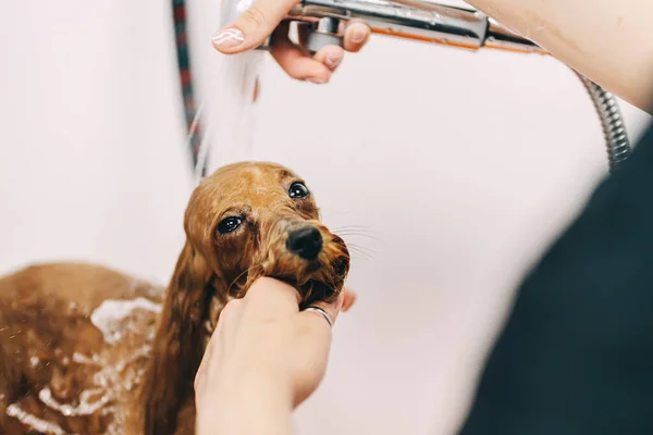 The dog takes a shower — стоковое фото